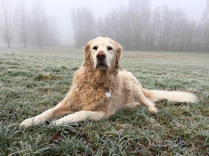 nomes para cachorro grande